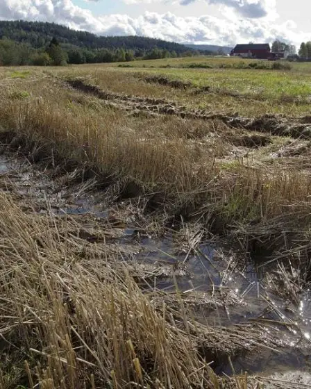 Un été pluvieux destructeur pour les agriculteurs de l'Ouest 5 Un été pluvieux destructeur pour les agriculteurs de l'Ouest - 4