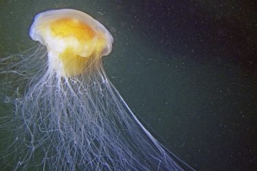 Peu de méduses cet été - les scientifiques ne savent pas où elles sont - 21