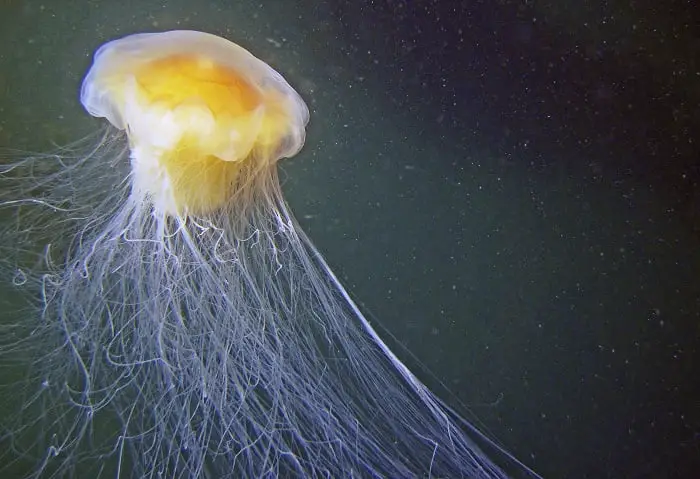 Peu de méduses cet été - les scientifiques ne savent pas où elles sont - 3