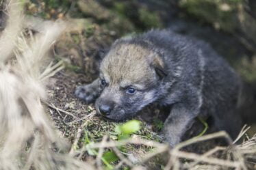 Quatre bébés loups nés au zoo de Kristiansand - 16
