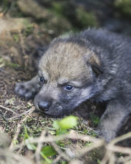 Quatre bébés loups nés au zoo de Kristiansand 5 Quatre bébés loups nés au zoo de Kristiansand - 4