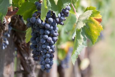 Plus basse récolte de vin de France depuis 1945 - 16