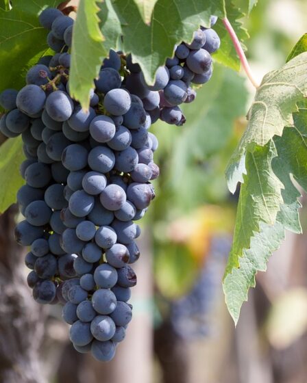 Plus basse récolte de vin de France depuis 1945 8 Plus basse récolte de vin de France depuis 1945 - 7