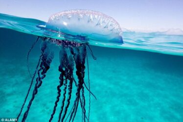 Met en garde contre la mort des méduses en Espagne - 18