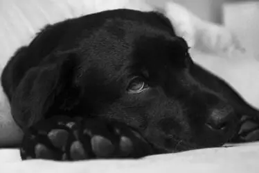 L'association aveugle demande aux propriétaires de chiens de mieux prendre soin d'eux - 16