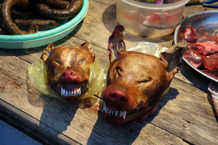Les restaurants de Pyeongchang doivent suspendre la viande de chien pendant les Jeux olympiques 4 Les restaurants de Pyeongchang doivent suspendre la viande de chien pendant les Jeux olympiques - 3