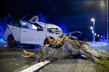 Pilote grièvement blessé lors d'une collision avec un élan sur l'E6 à Romerike - 18