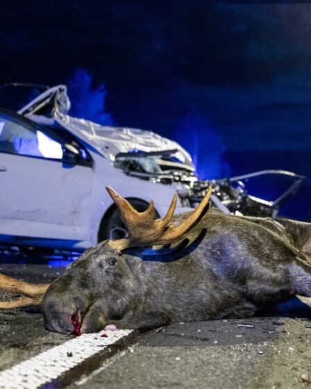 Pilote grièvement blessé lors d'une collision avec un élan sur l'E6 à Romerike - 13