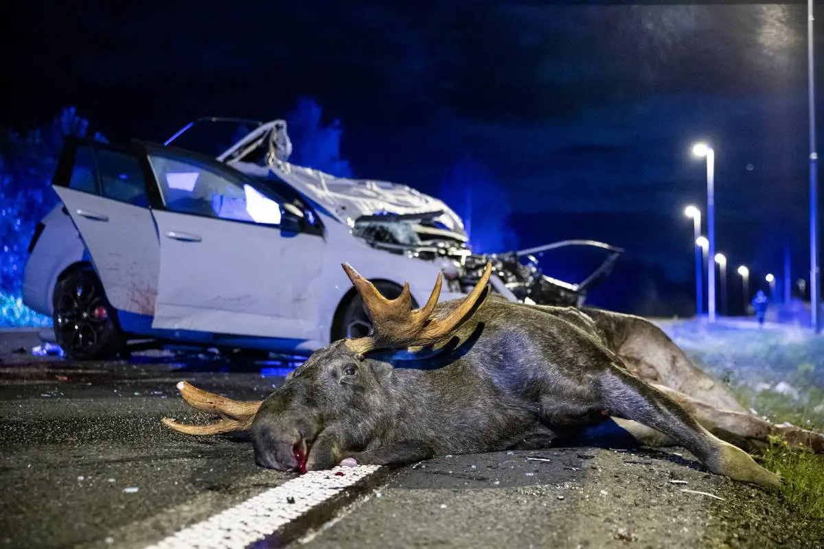 Pilote grièvement blessé lors d'une collision avec un élan sur l'E6 à Romerike 4 Pilote grièvement blessé lors d'une collision avec un élan sur l'E6 à Romerike - 3