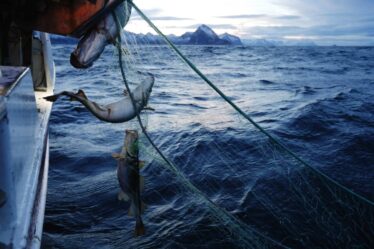 Institut de recherche marine: la pêche est répandue dans les zones marines protégées en Norvège - 16