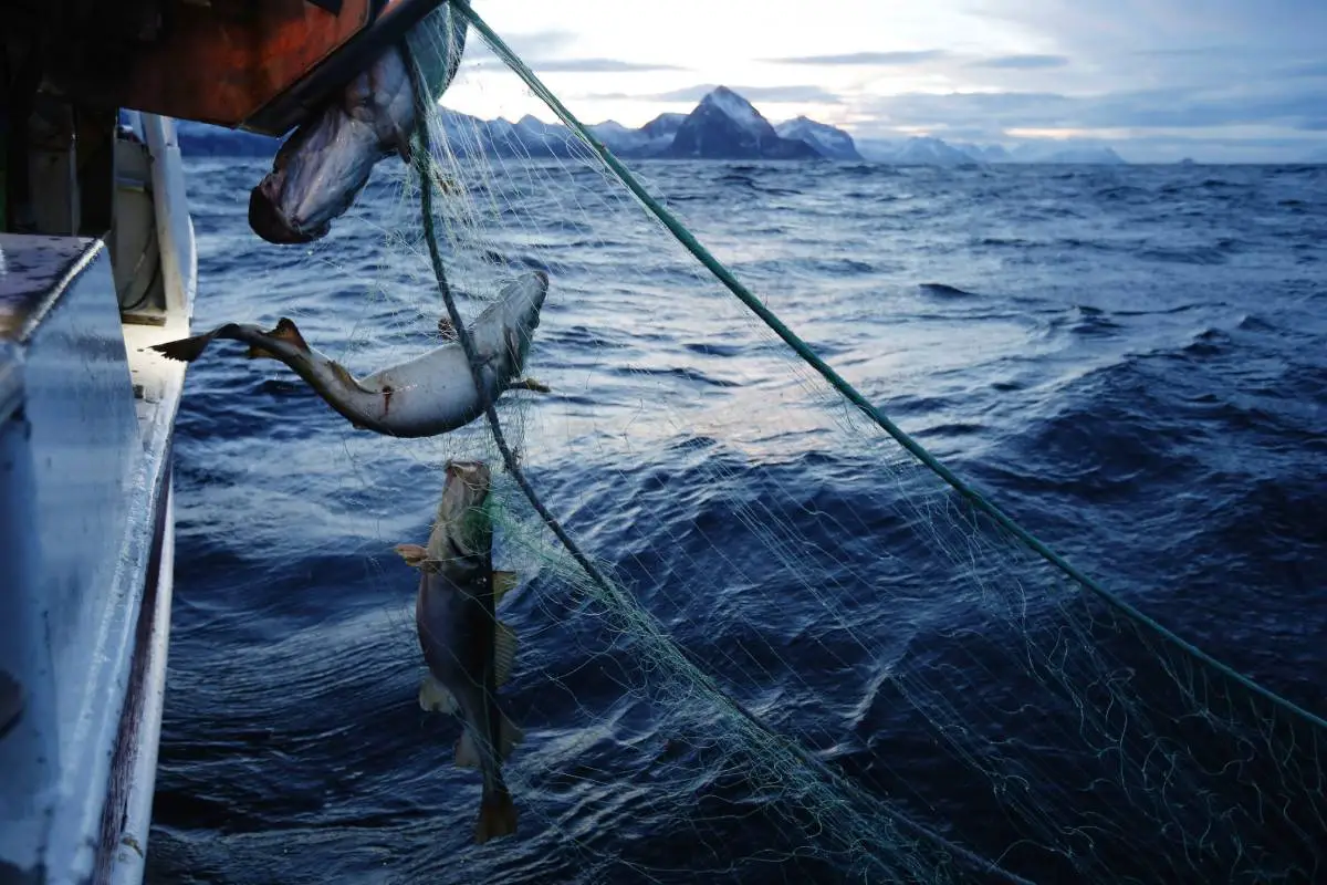 Institut de recherche marine: la pêche est répandue dans les zones marines protégées en Norvège 4 Institut de recherche marine: la pêche est répandue dans les zones marines protégées en Norvège - 3