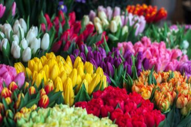 Réouverture des magasins de fleurs d'Oslo - 16