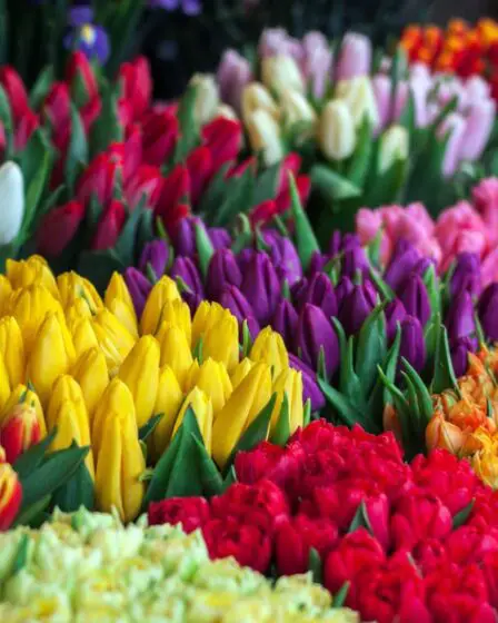 Réouverture des magasins de fleurs d'Oslo 8 Réouverture des magasins de fleurs d'Oslo - 7
