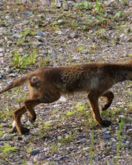Pas de rage, gale du renard uniquement en Alberta - 28