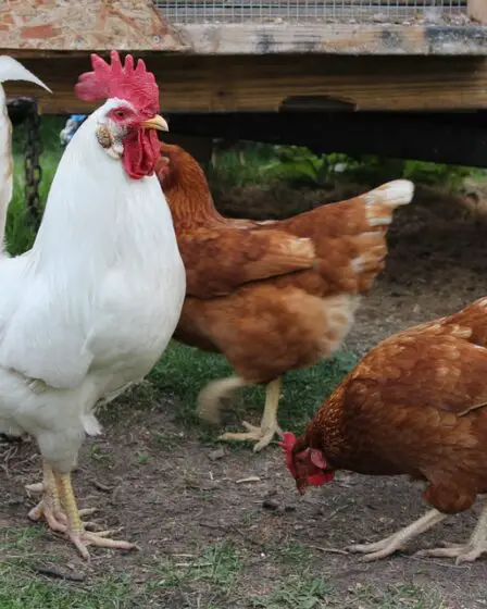 Nous mangeons en moyenne 200 œufs chacun par an 29 Nous mangeons en moyenne 200 œufs chacun par an - 28