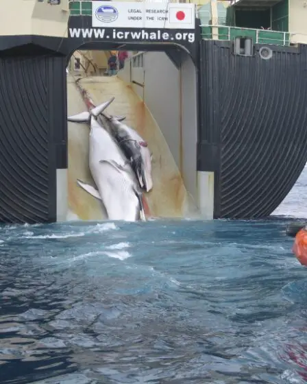 Le Japon reprend la chasse commerciale à la baleine - Norway Today - 18