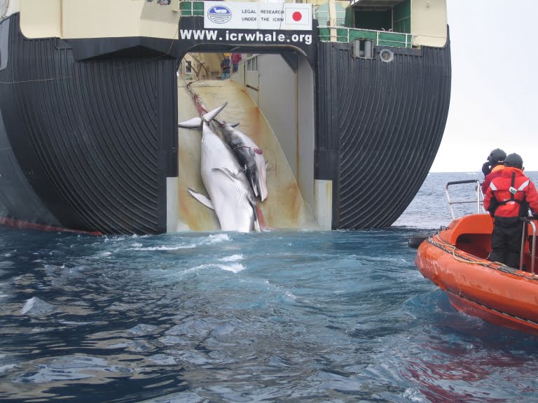 Le Japon reprend la chasse commerciale à la baleine - Norway Today 4 Le Japon reprend la chasse commerciale à la baleine - Norway Today - 3