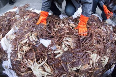 Cinq personnes inculpées dans une méga-affaire de crabe royal capturé illégalement - 20