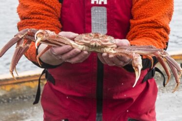La Direction norvégienne des pêches (Fiskeridirektoratet) a récupéré 2400 casiers à crabe des neiges dans la mer de Barents - 20
