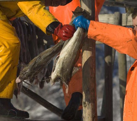 La légendaire pêcherie des Lofoten - Norway Today 14 La légendaire pêcherie des Lofoten - Norway Today - 13