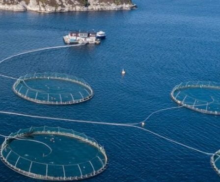 Le bénéfice d'exploitation de Mowi réduit de moitié - Norway Today 14 Le bénéfice d'exploitation de Mowi réduit de moitié - Norway Today - 13