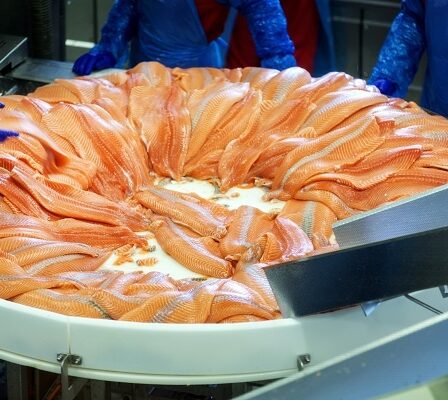 Les exportations norvégiennes de fruits de mer égalent les records de juillet - malgré une situation difficile sur les marchés 25 Les exportations norvégiennes de fruits de mer égalent les records de juillet - malgré une situation difficile sur les marchés - 24
