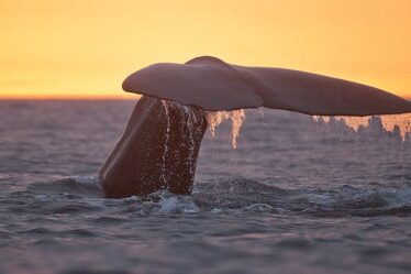 Les touristes doivent rester à l'écart des baleines - 16