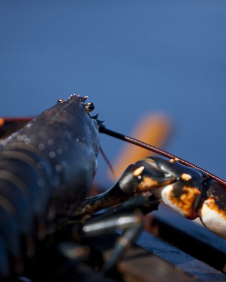 Aujourd'hui, la pêche au homard commence 30 Aujourd'hui, la pêche au homard commence - 29