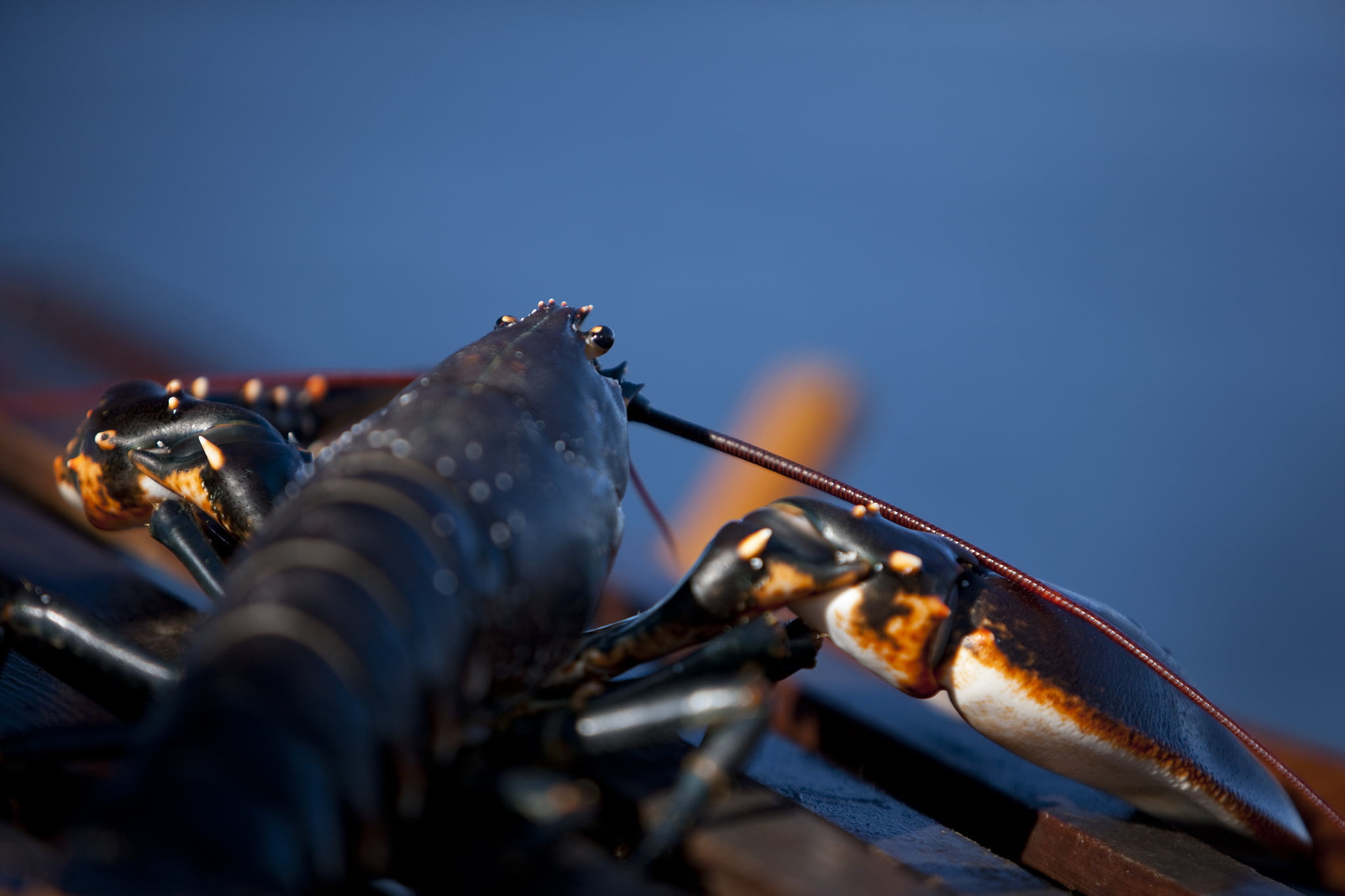 Aujourd'hui, la pêche au homard commence 4 Aujourd'hui, la pêche au homard commence - 3