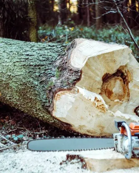 Stavanger: Un homme dans les années 70 meurt après qu'un arbre qu'il essayait de couper lui tombe dessus - 4