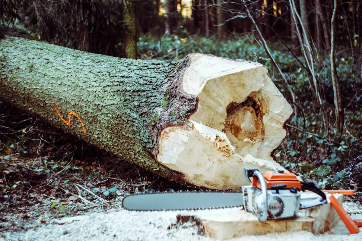 Stavanger: Un homme dans les années 70 meurt après qu'un arbre qu'il essayait de couper lui tombe dessus 4 Stavanger: Un homme dans les années 70 meurt après qu'un arbre qu'il essayait de couper lui tombe dessus - 3