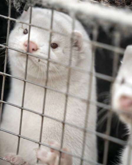 Les éleveurs danois ont commencé à recevoir une compensation de l'État pour le massacre de visons en 2020 29 Les éleveurs danois ont commencé à recevoir une compensation de l'État pour le massacre de visons en 2020 - 28