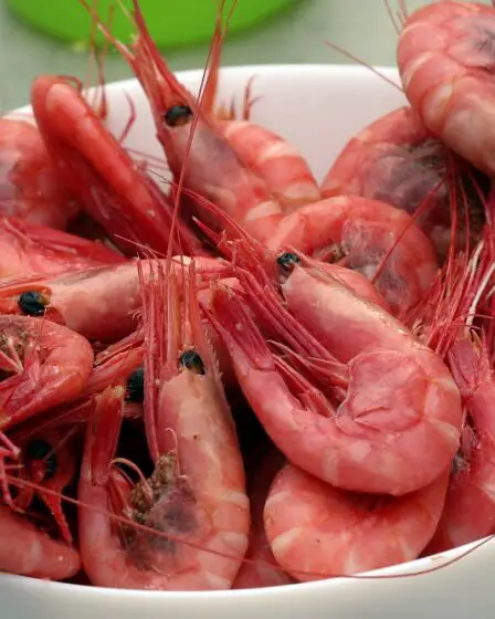 Les exportations norvégiennes de fruits de mer dépassent le record de l'année dernière 11 Les exportations norvégiennes de fruits de mer dépassent le record de l'année dernière - 10