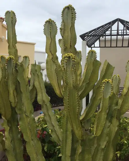 Peu de gens se soucient du taux de couronne pendant la période des vacances 8 Peu de gens se soucient du taux de couronne pendant la période des vacances - 7