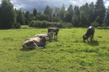 Bactéries résistantes aux antibiotiques détectées dans le lait de vache - 20