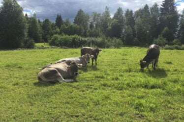 Plus de 14000 agriculteurs ont demandé une indemnisation après l'été - 20