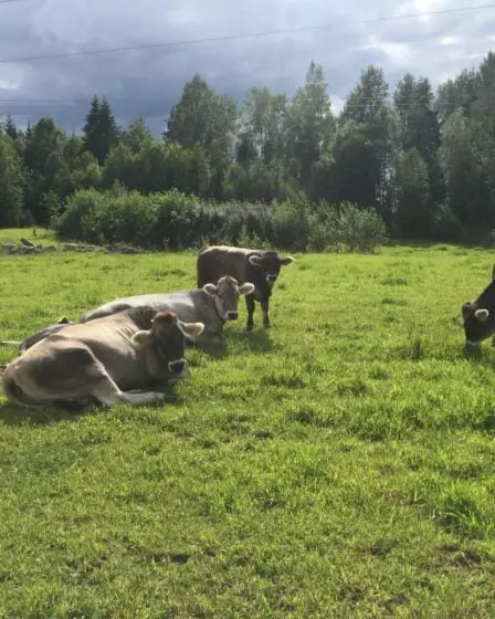 L'augmentation de la consommation de lait de production norvégienne pourrait entraîner une augmentation de la consommation de bœuf d'origine allemande dans les magasins - 7