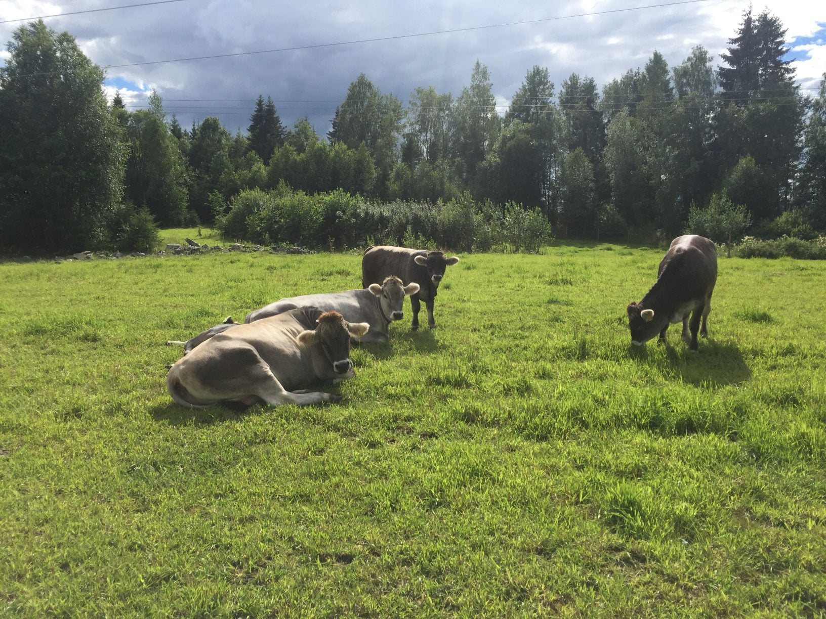 Tine dépensera 100 à 300 millions de NOK en biocarburants à base de bouse de vache 4 Tine dépensera 100 à 300 millions de NOK en biocarburants à base de bouse de vache - 3