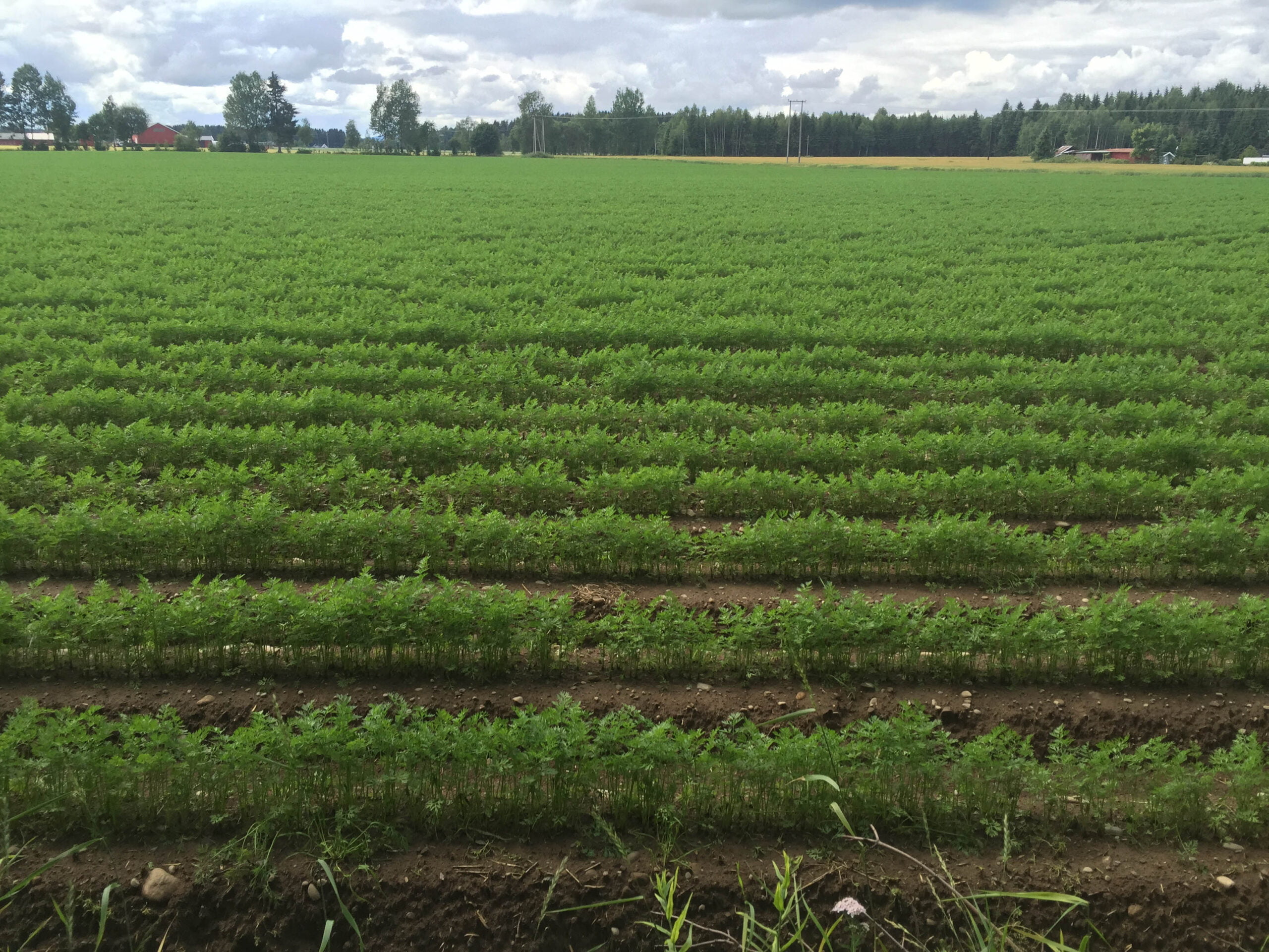 Plusieurs agriculteurs optent pour la Norvège 4 Plusieurs agriculteurs optent pour la Norvège - 3