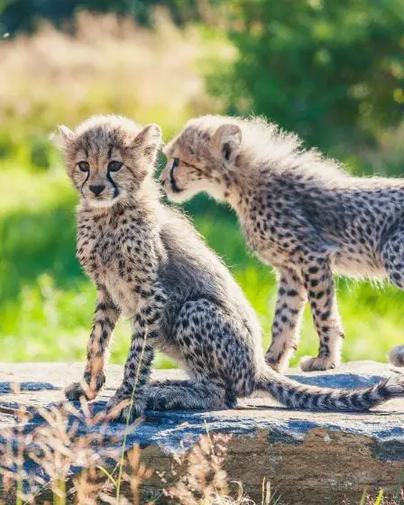 Des bébés guépards se déchaînent au zoo de Kristiansand 29 Des bébés guépards se déchaînent au zoo de Kristiansand - 28