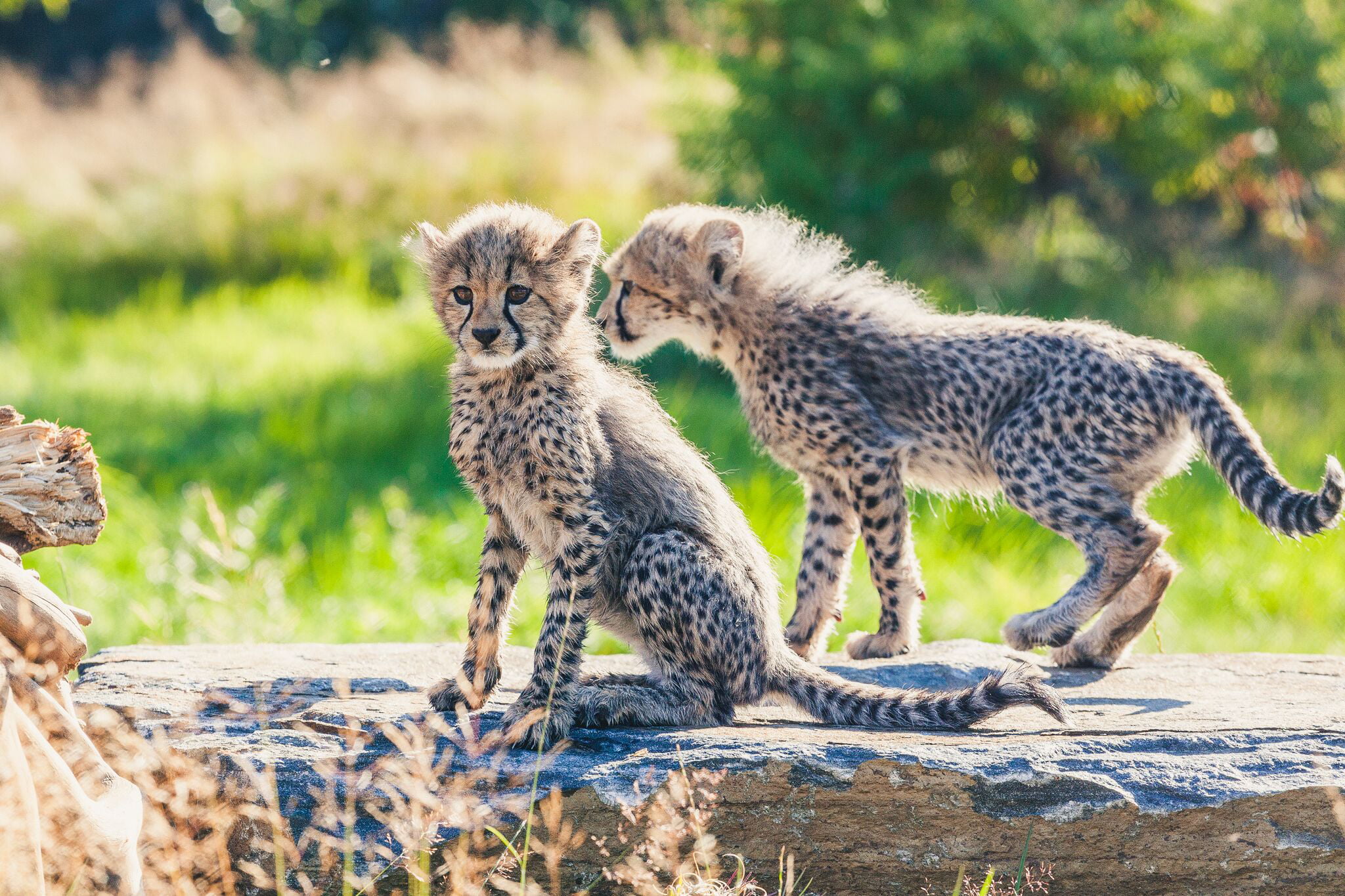 Des bébés guépards se déchaînent au zoo de Kristiansand 4 Des bébés guépards se déchaînent au zoo de Kristiansand - 3