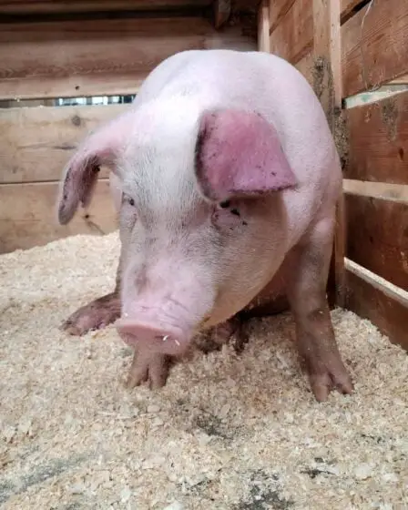 Un homme de 49 ans condamné à 24 jours de probation pour castration illégale de porcs, doit payer une amende de 20000 couronnes 8 Un homme de 49 ans condamné à 24 jours de probation pour castration illégale de porcs, doit payer une amende de 20000 couronnes - 7