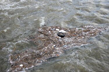 60 millions pour enlever le plastique le long de la côte - 20