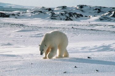 Un homme attaqué et blessé par un ours polaire au Svalbard - 16