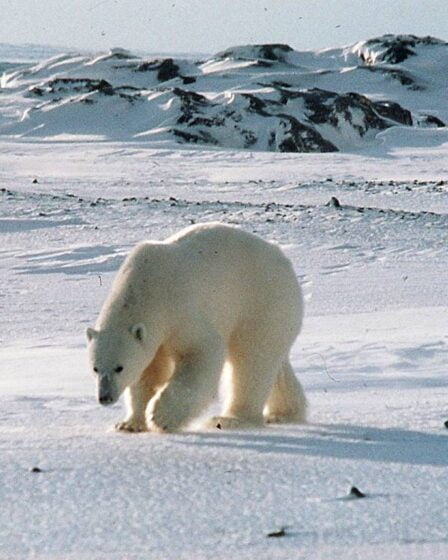 Un homme attaqué et blessé par un ours polaire au Svalbard 5 Un homme attaqué et blessé par un ours polaire au Svalbard - 4