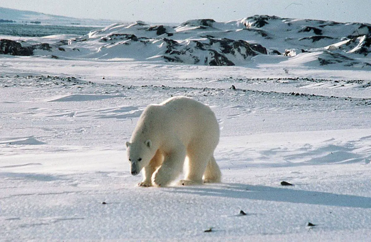 Un homme attaqué et blessé par un ours polaire au Svalbard 4 Un homme attaqué et blessé par un ours polaire au Svalbard - 3