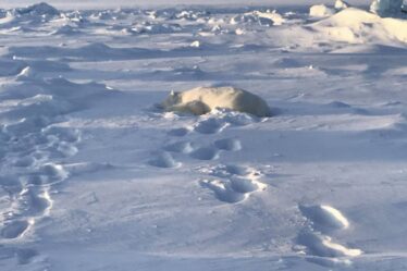 PHOTO: l'homme attaqué par un ours polaire au Svalbard a réussi à s'en tirer avec des blessures mineures. L'ours a été abattu - 20