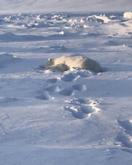PHOTO: l'homme attaqué par un ours polaire au Svalbard a réussi à s'en tirer avec des blessures mineures. L'ours a été abattu 37 PHOTO: l'homme attaqué par un ours polaire au Svalbard a réussi à s'en tirer avec des blessures mineures. L'ours a été abattu - 36