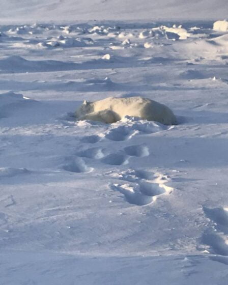 PHOTO: l'homme attaqué par un ours polaire au Svalbard a réussi à s'en tirer avec des blessures mineures. L'ours a été abattu - 4