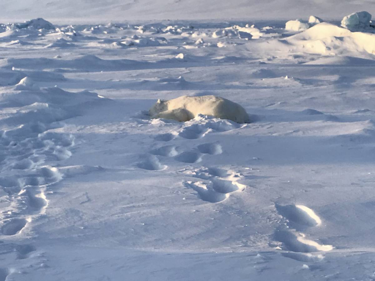 PHOTO: l'homme attaqué par un ours polaire au Svalbard a réussi à s'en tirer avec des blessures mineures. L'ours a été abattu - 3